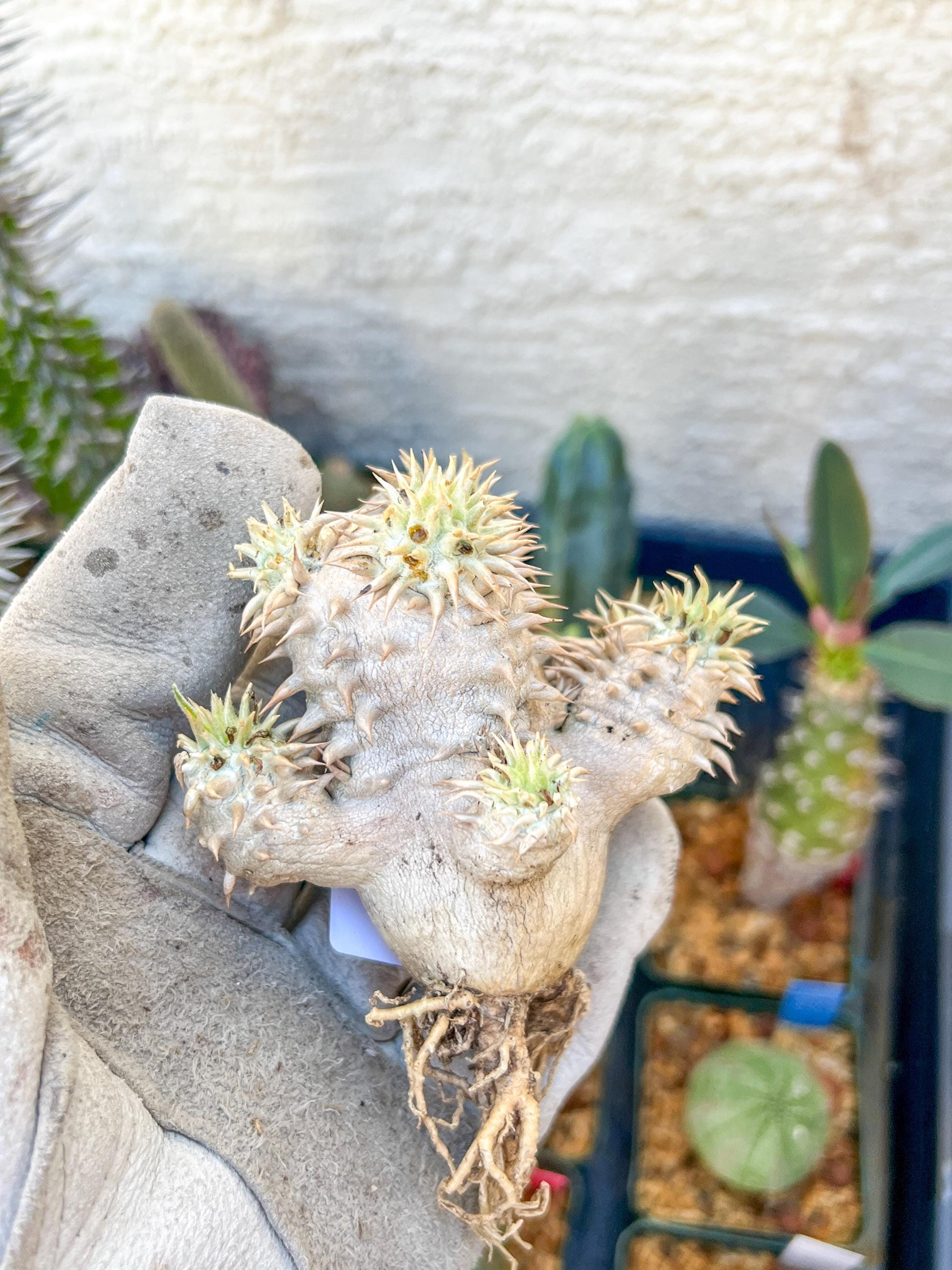Bevicaule Baker (#9) | Imported Plants