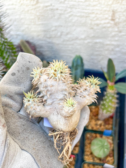 Bevicaule Baker (#9) | Imported Plants
