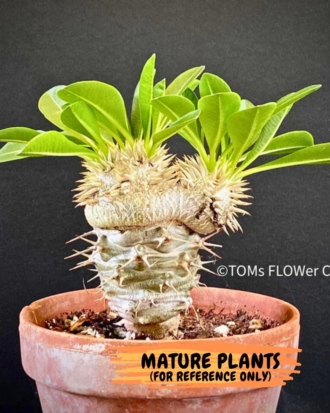 Bevicaule Baker (#9) | Imported Plants