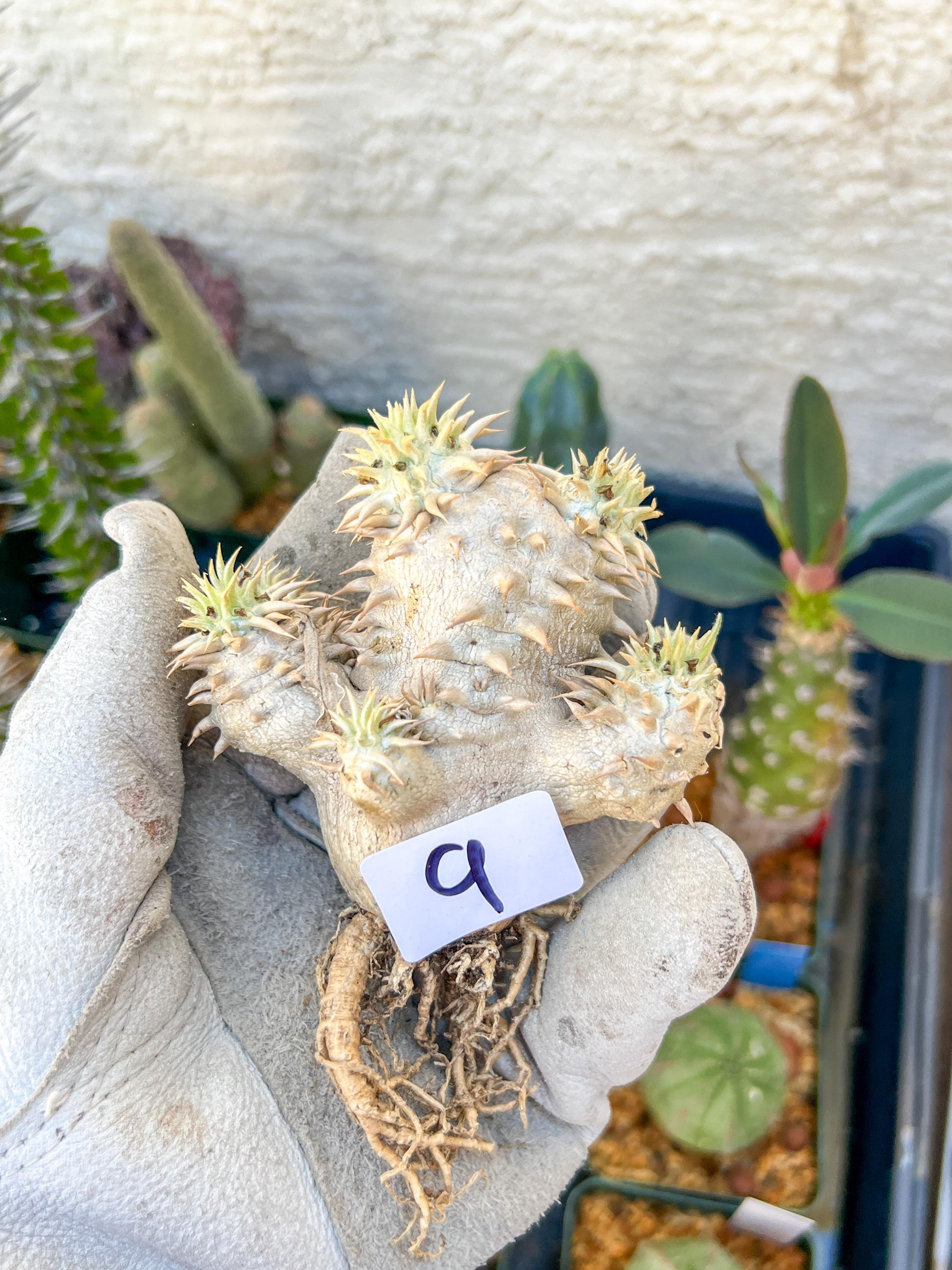 Bevicaule Baker (#9) | Imported Plants