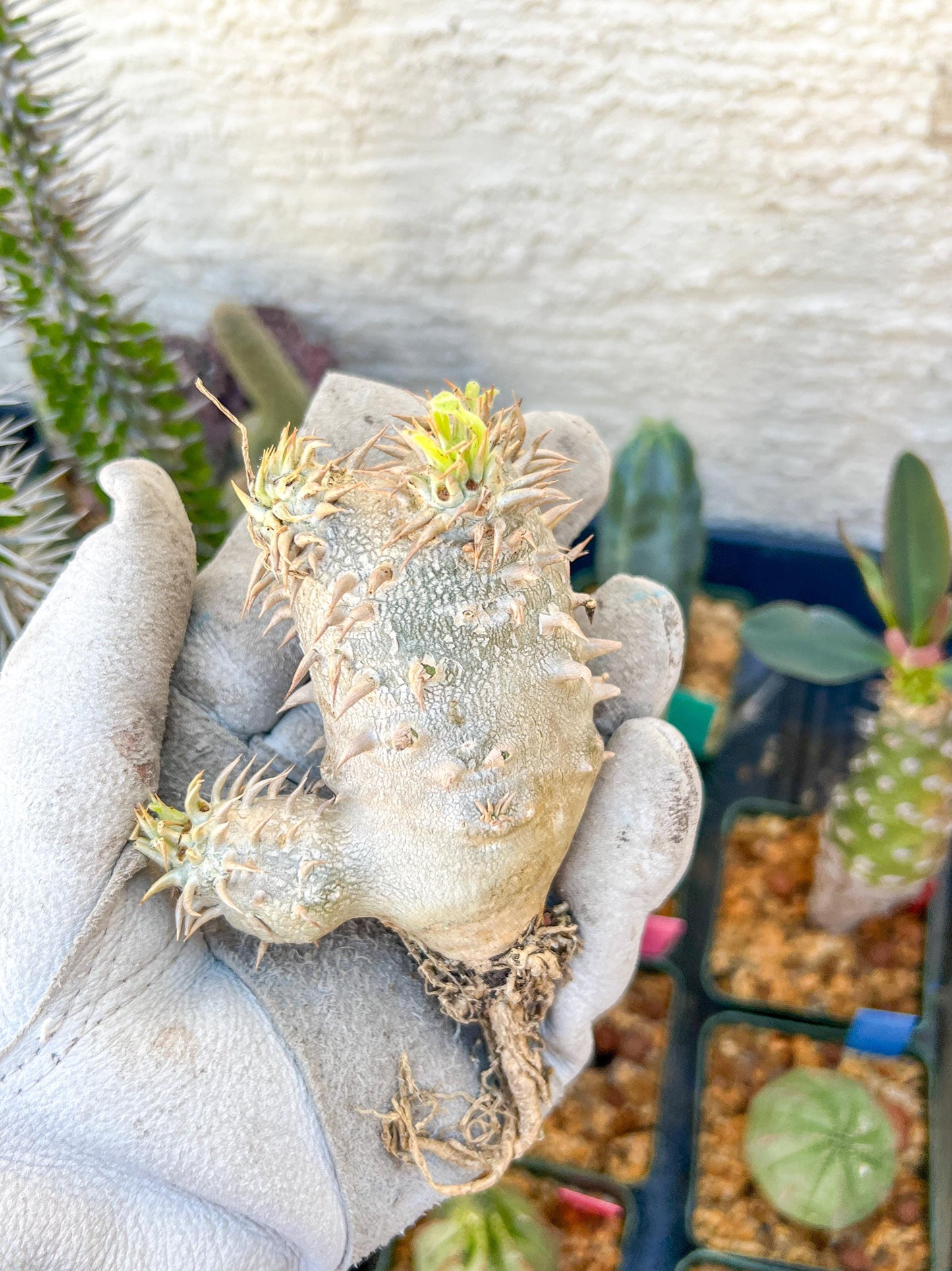 Bevicaule Baker (#7~8) | Imported Plants