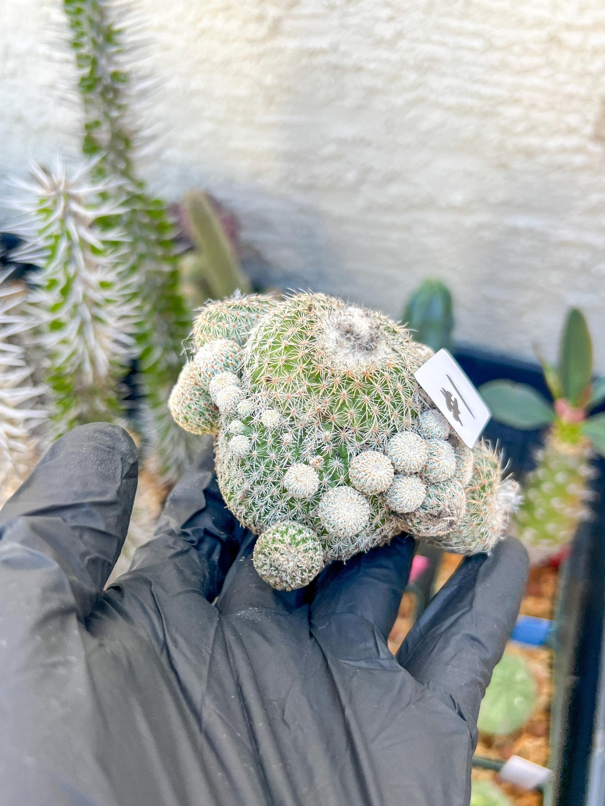 Epithelantha Micromeris (#1) | Imported Plants