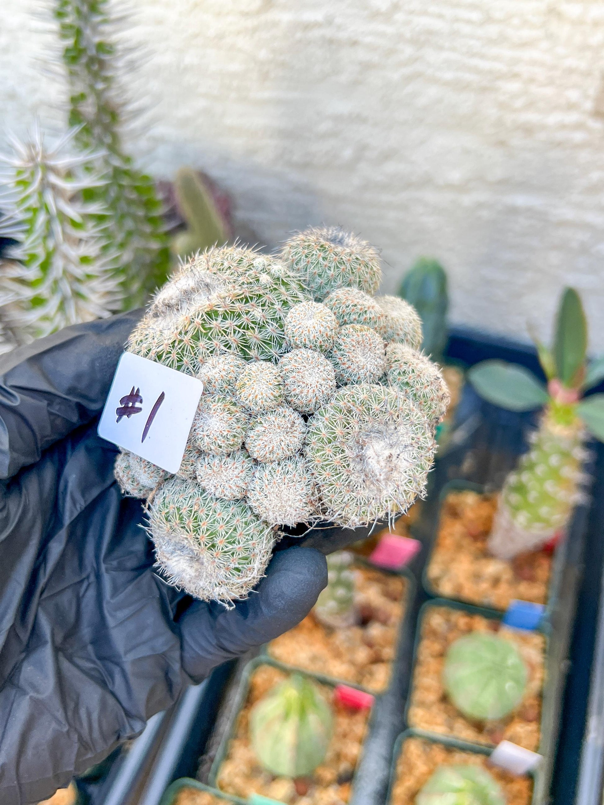 Epithelantha Micromeris (#1) | Imported Plants