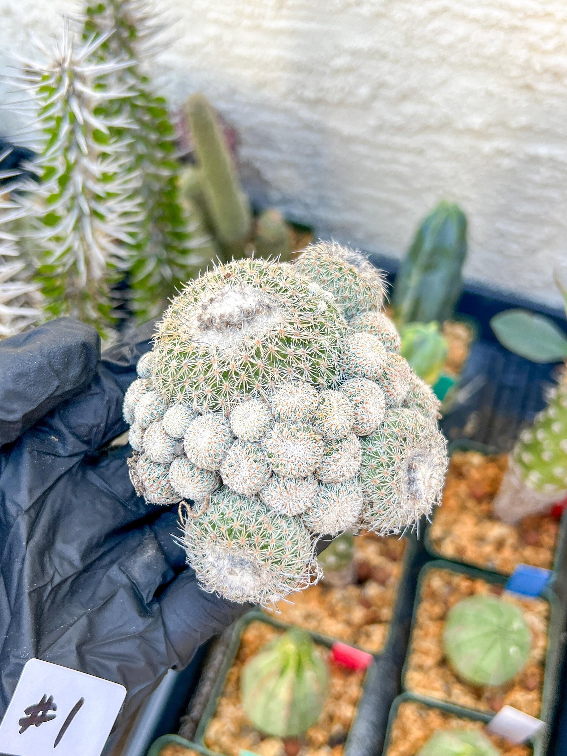 Epithelantha Micromeris (#1) | Imported Plants