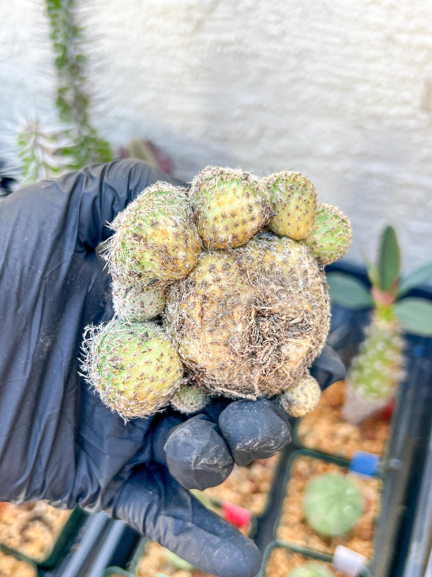 Epithelantha Micromeris (#1) | Imported Plants