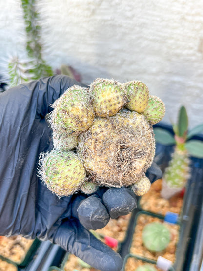 Epithelantha Micromeris (#1) | Imported Plants