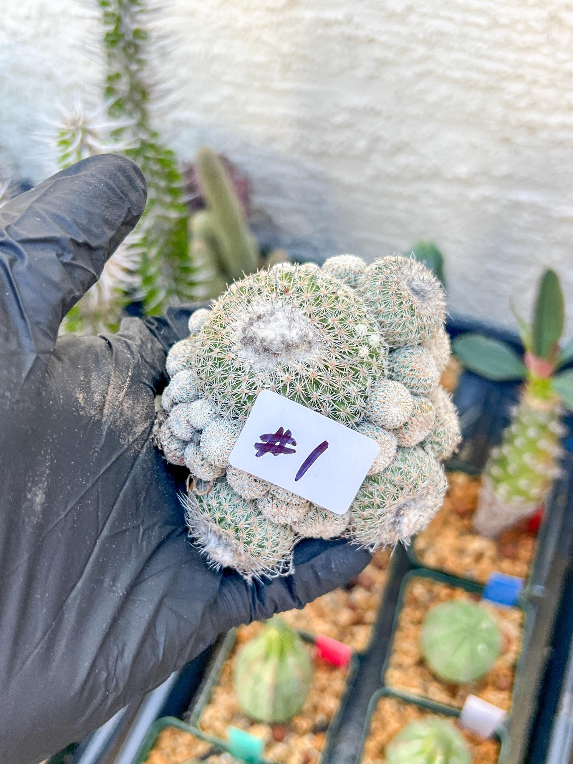 Epithelantha Micromeris (#1) | Imported Plants