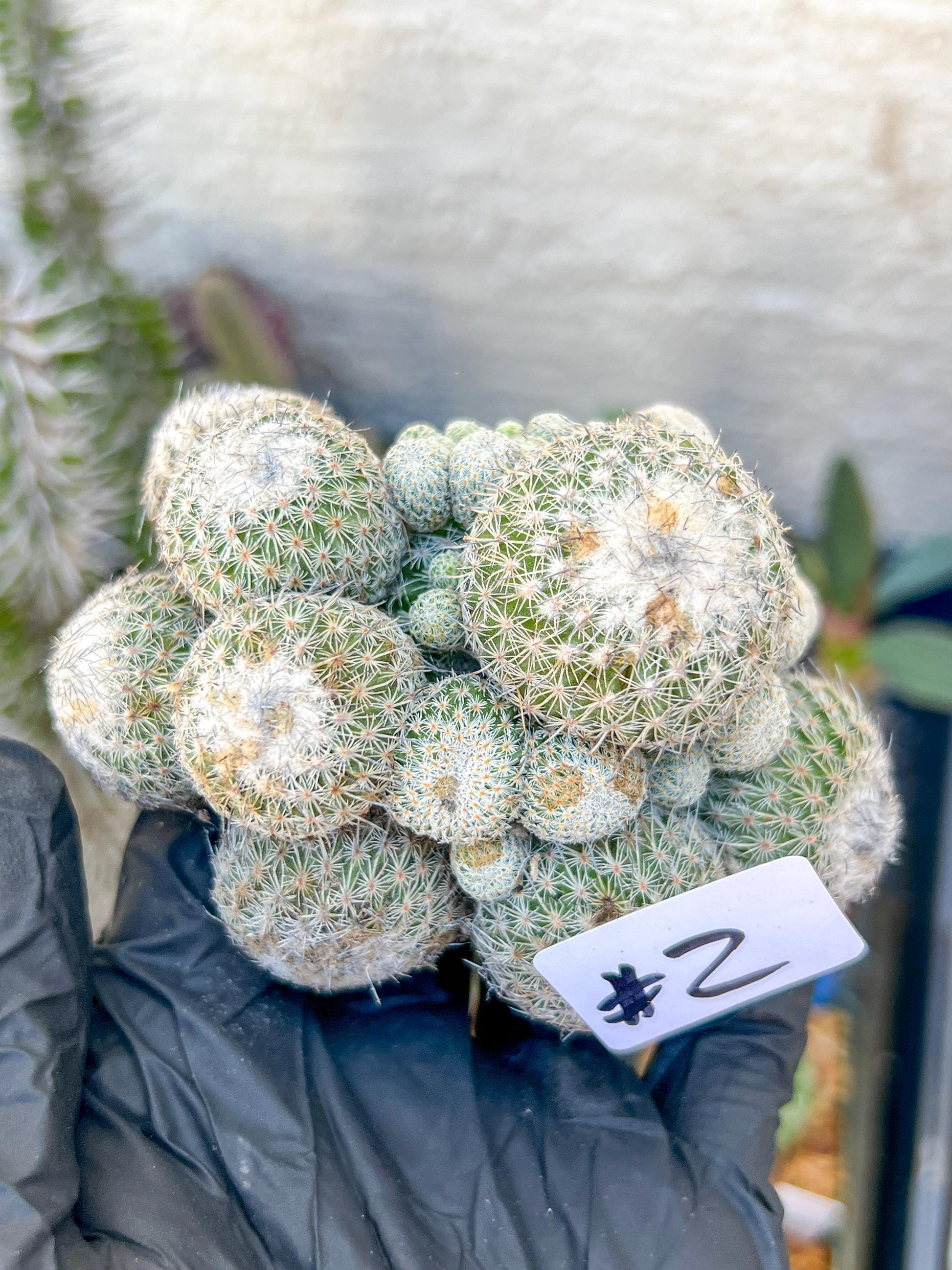 Epithelantha Micromeris (#2) | Imported Plants