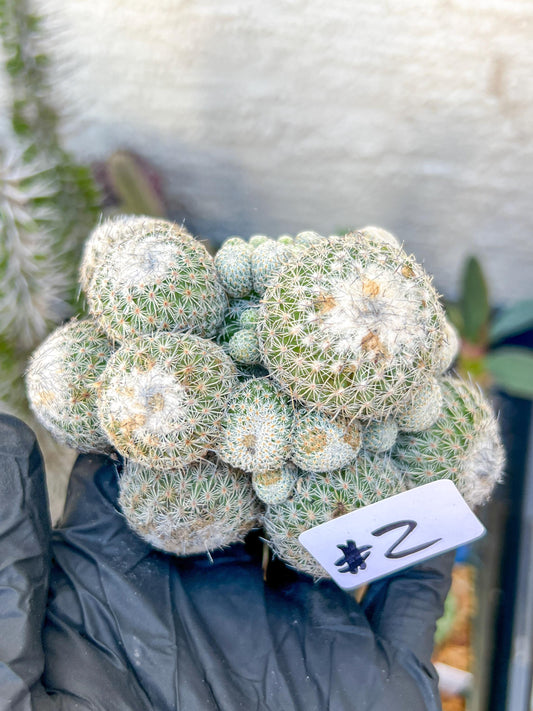 Epithelantha Micromeris (#2) | Imported Plants