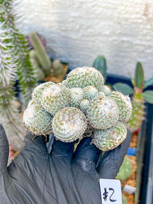 Epithelantha Micromeris (#2) | Imported Plants