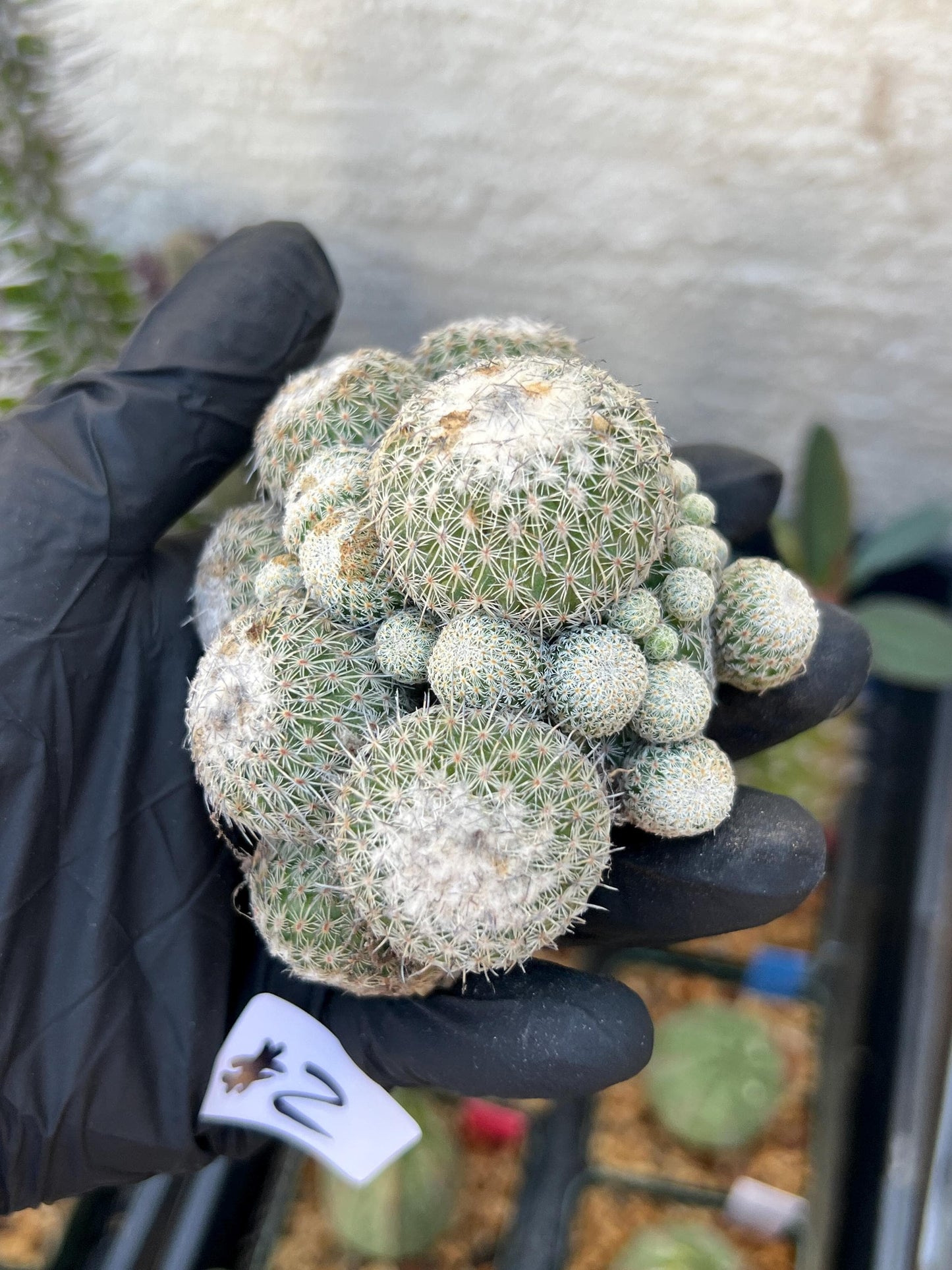 Epithelantha Micromeris (#2) | Imported Plants
