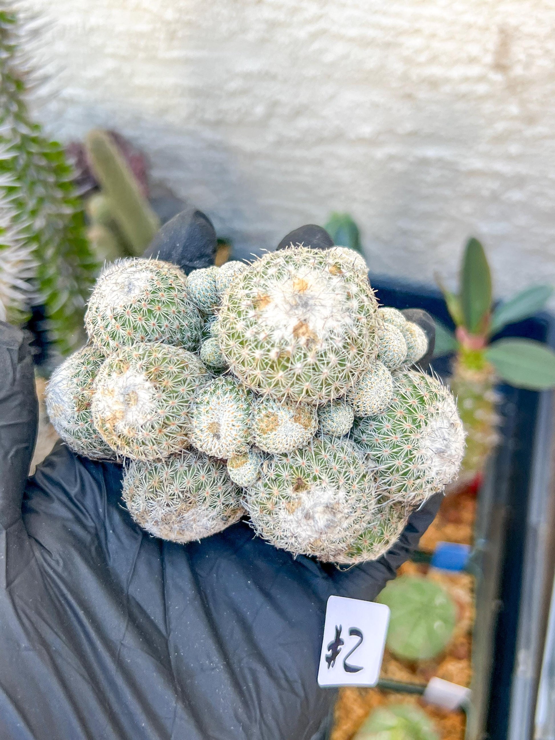 Epithelantha Micromeris (#2) | Imported Plants