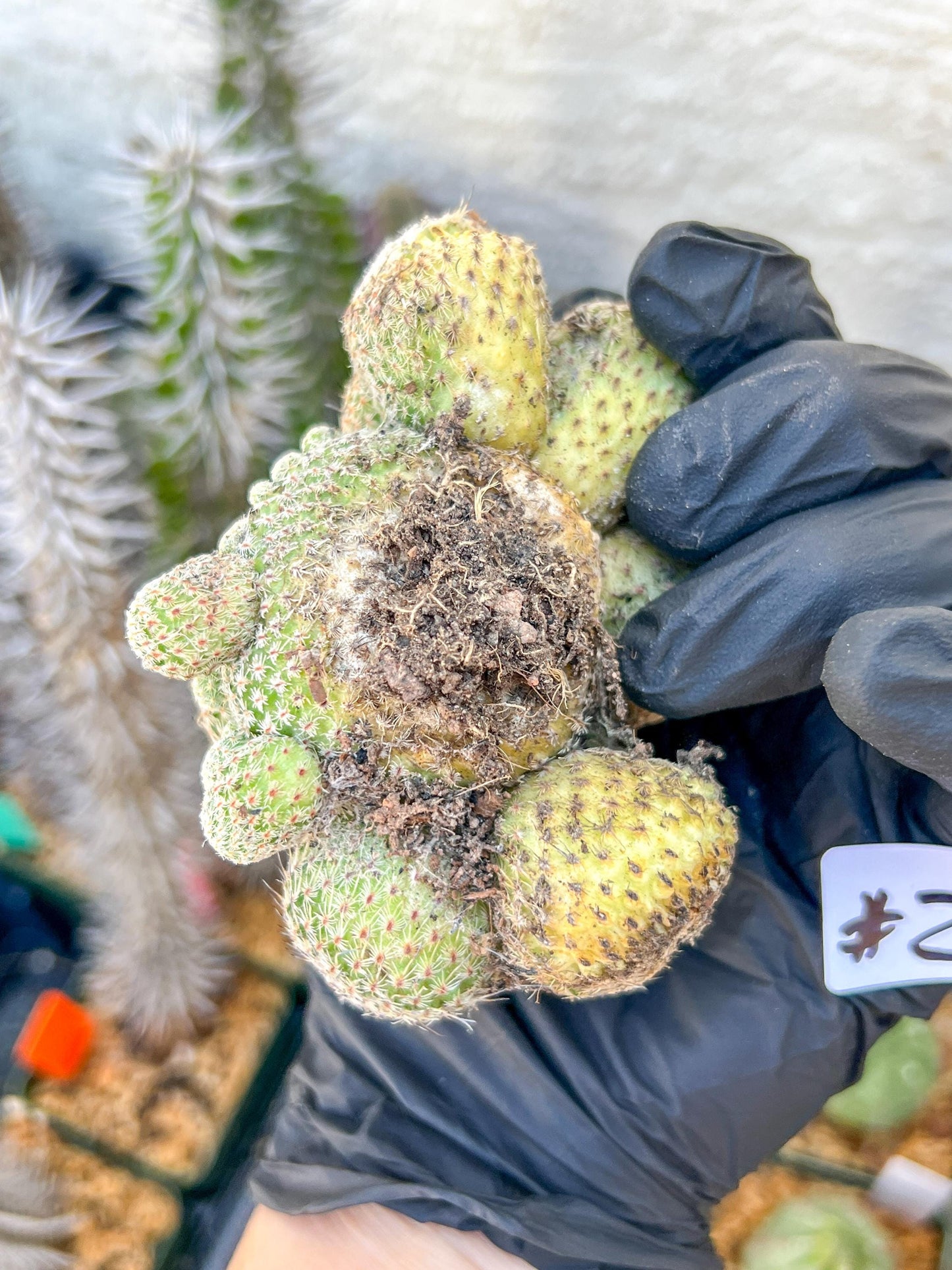 Epithelantha Micromeris (#2) | Imported Plants