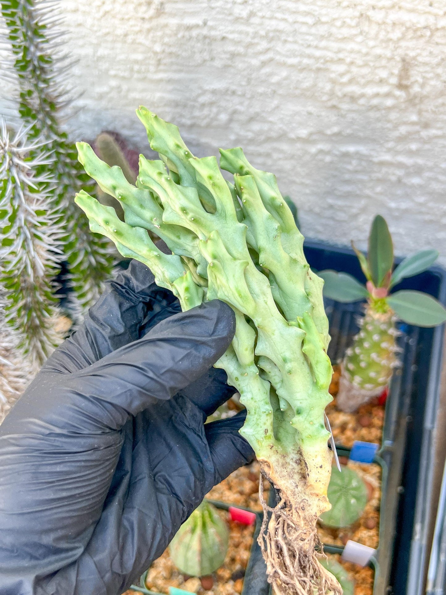 Caralluma Socotrana (#V8) | Rare Cactus | Starfish Flower | 5~6 Inch Tall