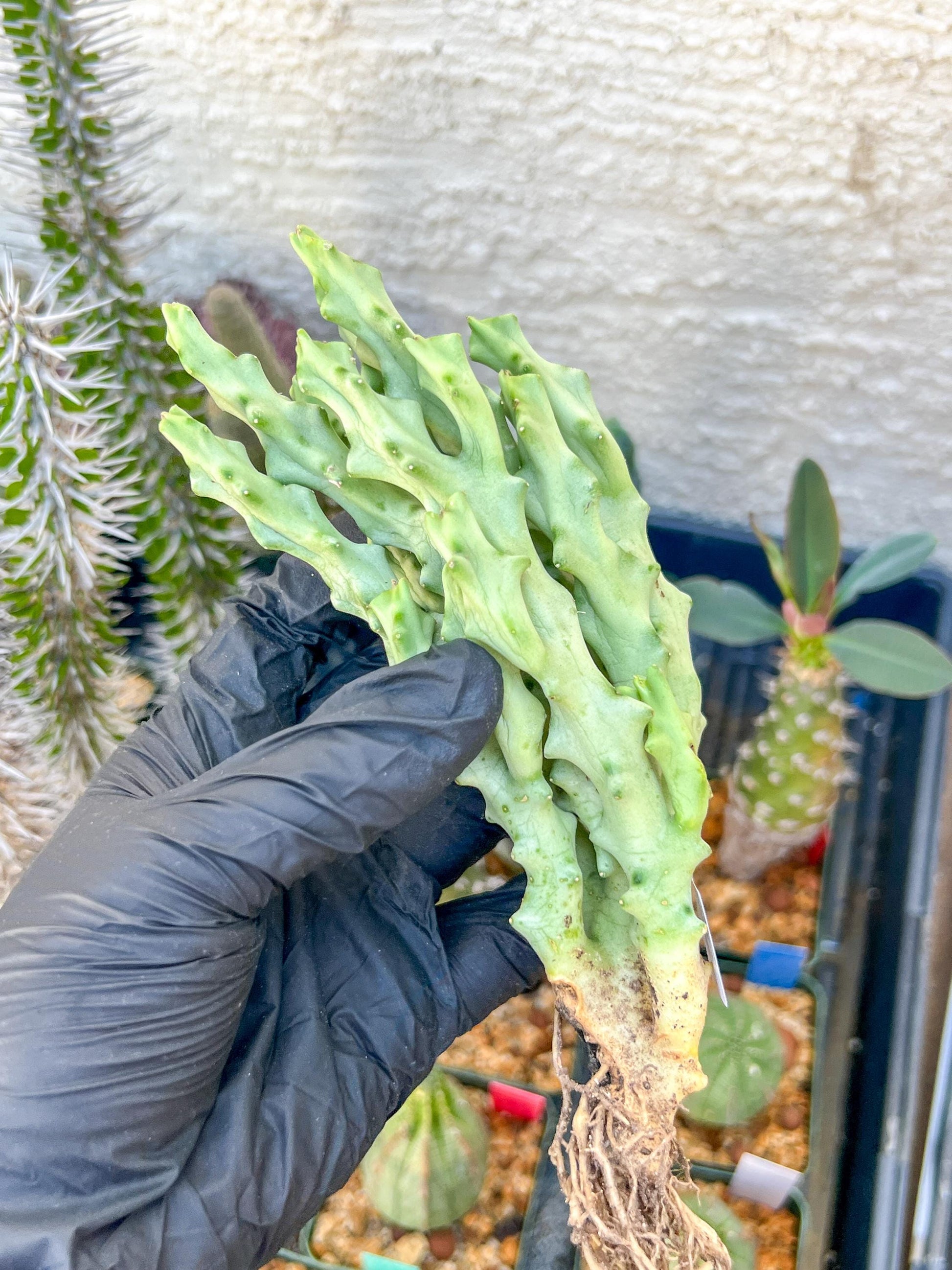 Caralluma Socotrana (#V8) | Rare Cactus | Starfish Flower | 5~6 Inch Tall