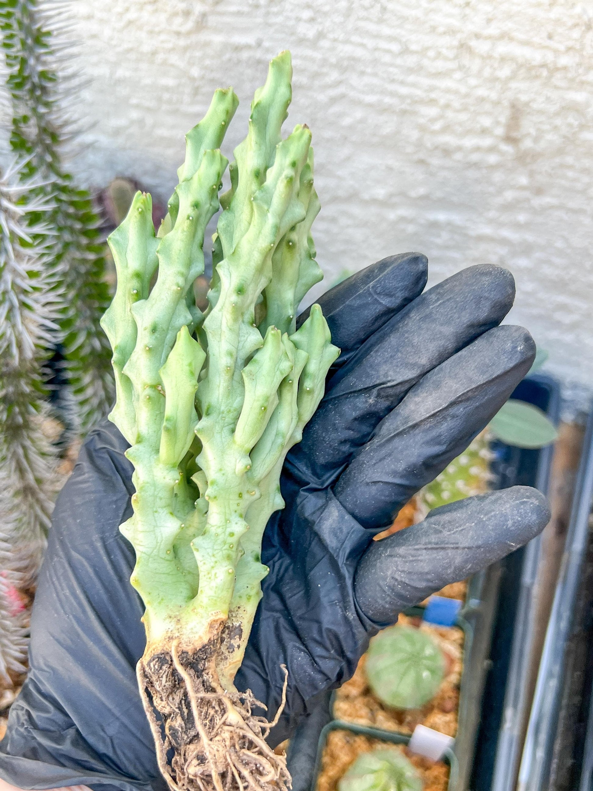 Caralluma Socotrana (#V8) | Rare Cactus | Starfish Flower | 5~6 Inch Tall
