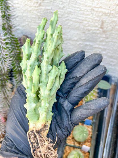 Caralluma Socotrana (#V8) | Rare Cactus | Starfish Flower | 5~6 Inch Tall