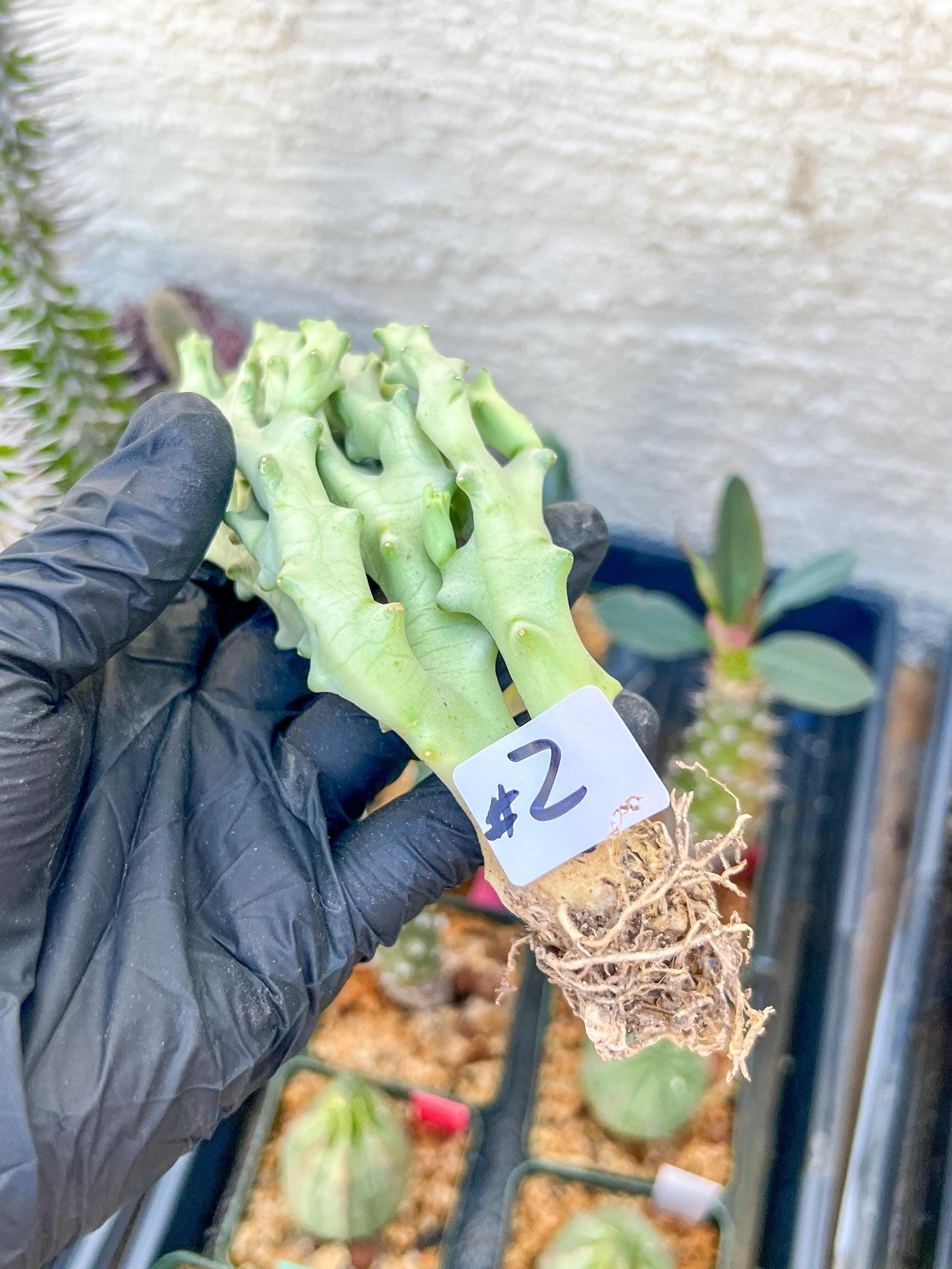 Caralluma Socotrana (#V8) | Rare Cactus | Starfish Flower | 5~6 Inch Tall