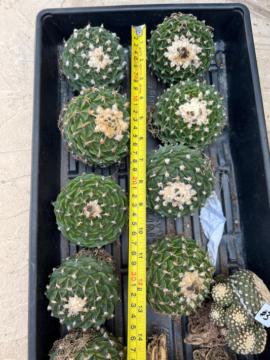 echeverivzdfsa Cactus (#3~4) | Imported Cactus | Rare Succulent