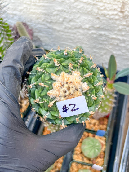 echeveria Cactus (#1~2) | Imported Cactus | Rare Succulent