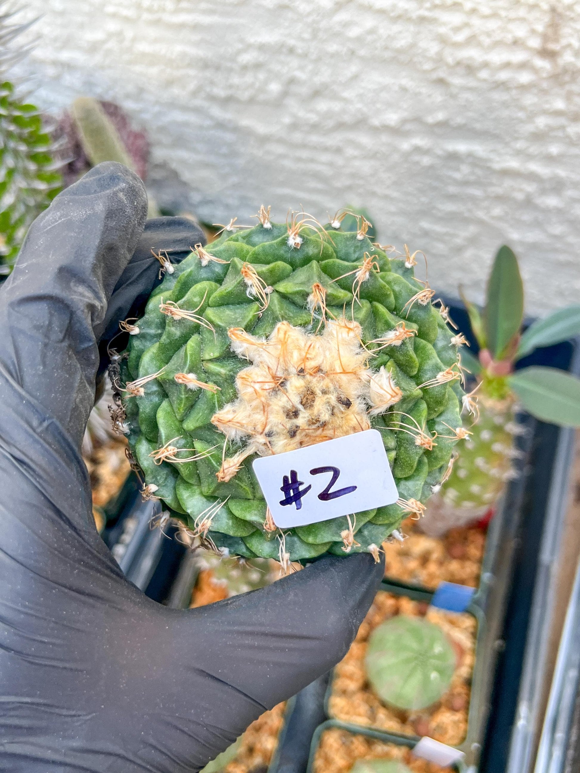 rare cactus for sale (#1~2) | Imported | Ehciveria | Hoyas | Sansevieria