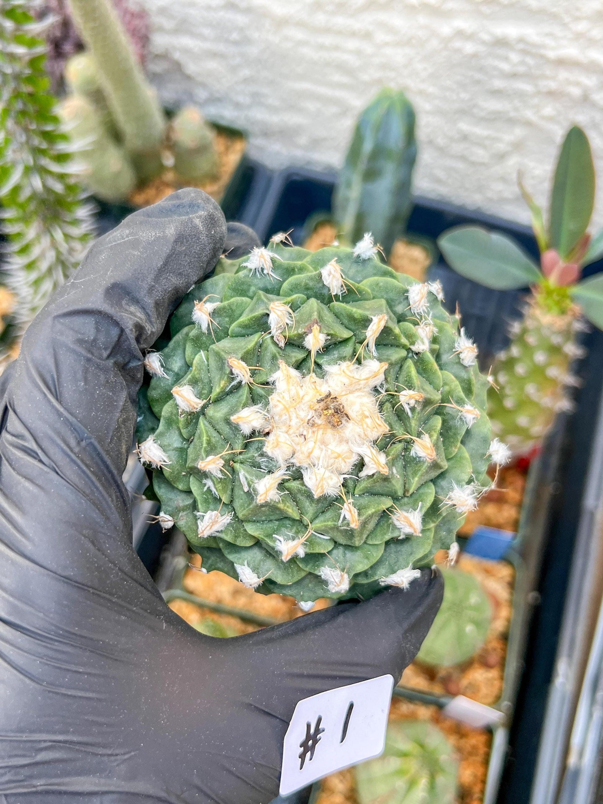 echeveria Cactus (#1~2) | Imported Cactus | Rare Succulent