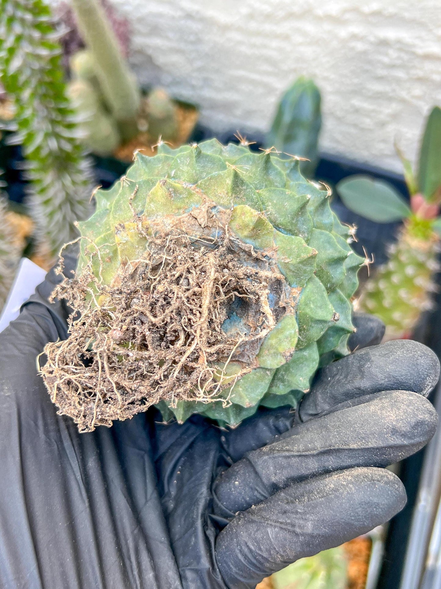 echeveria Cactus (#1~2) | Imported Cactus | Rare Succulent