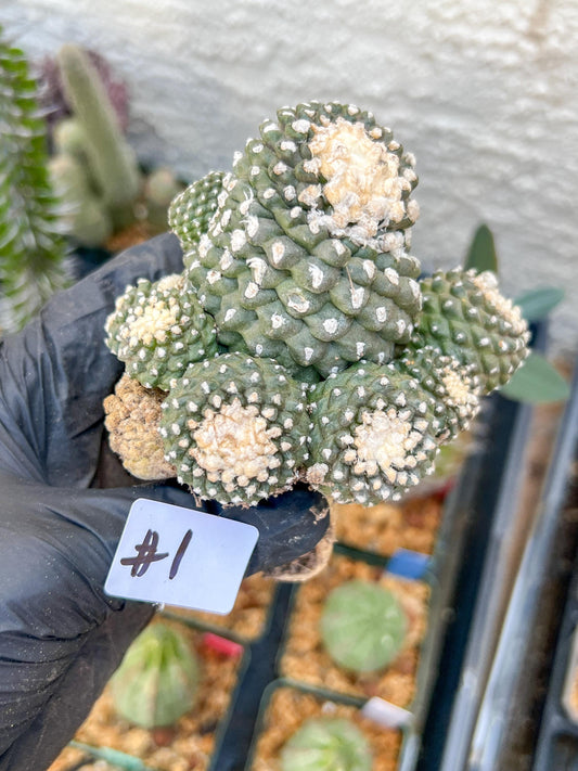 Rare tenuissima v monstose (#1) | Imported Cactus