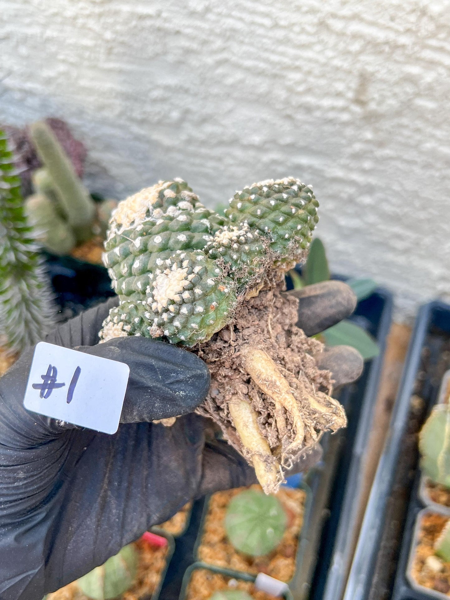 Rare tenuissima v monstose (#1) | Imported Cactus
