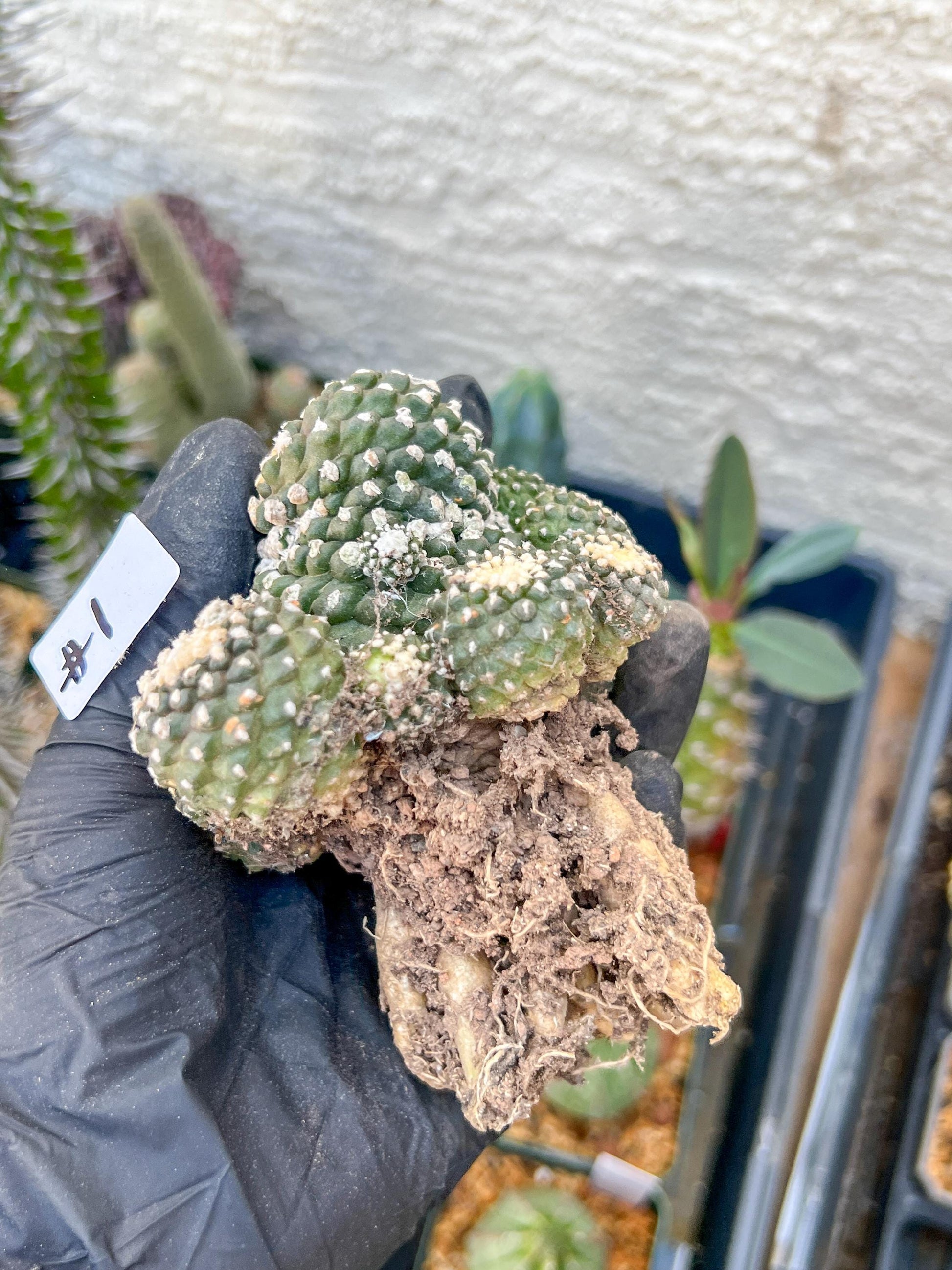 Rare tenuissima v monstose (#1) | Imported Cactus
