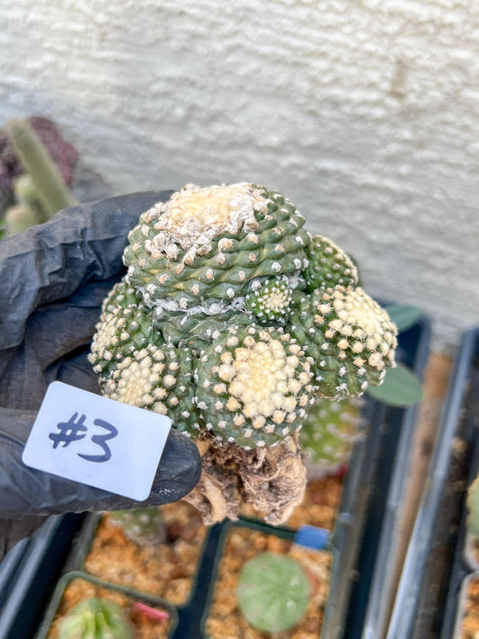 Rare tenuissima v monstose (#3) | Imported Cactus