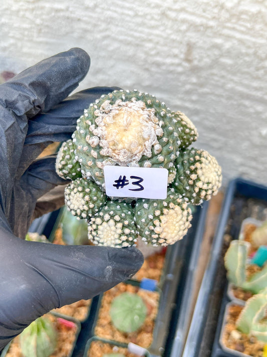Rare tenuissima v monstose (#3) | Imported Cactus