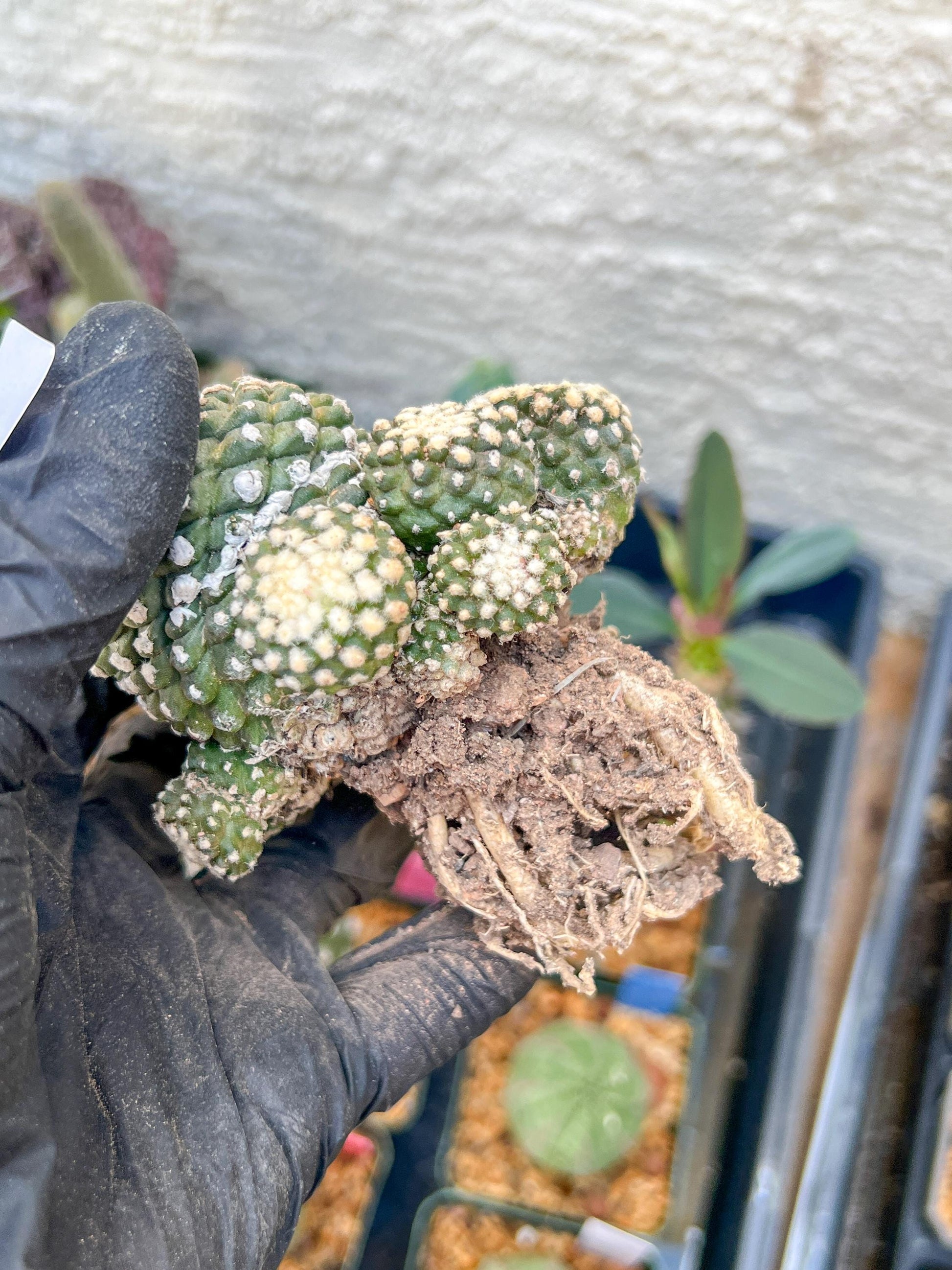 Rare tenuissima v monstose (#3) | Imported Cactus