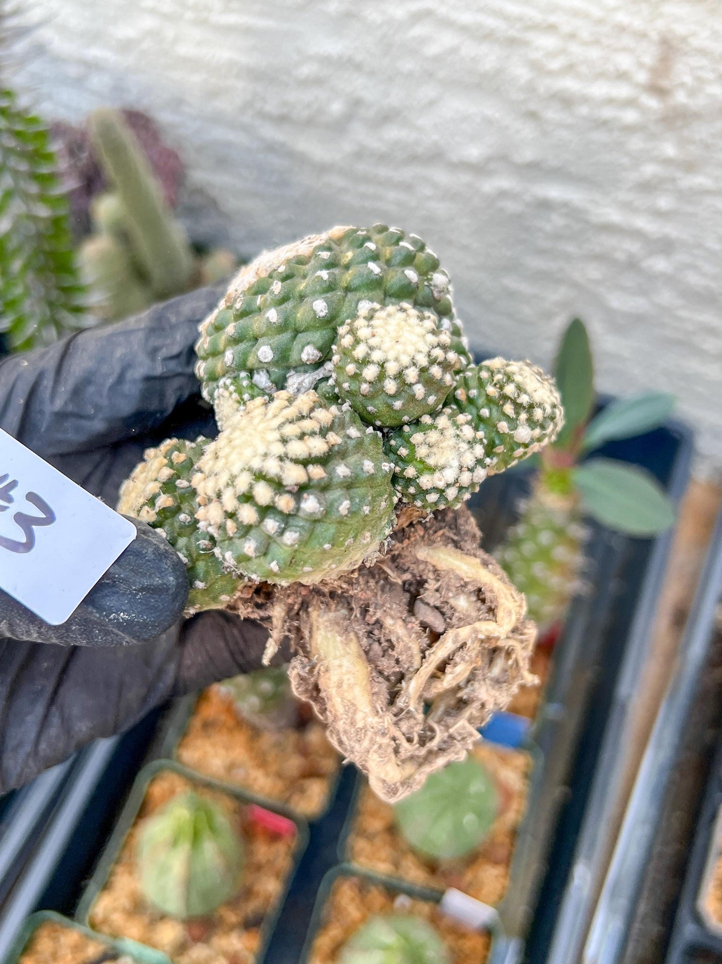 Rare tenuissima v monstose (#3) | Imported Cactus