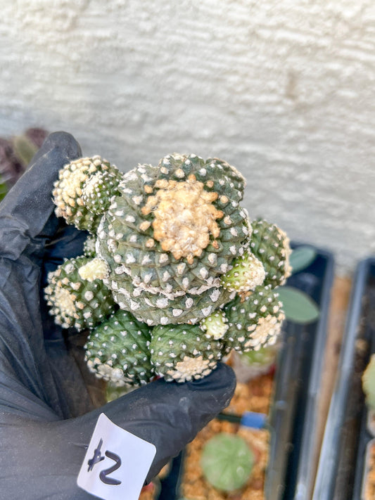 Rare tenuissima v monstose (#2) | Imported Cactus