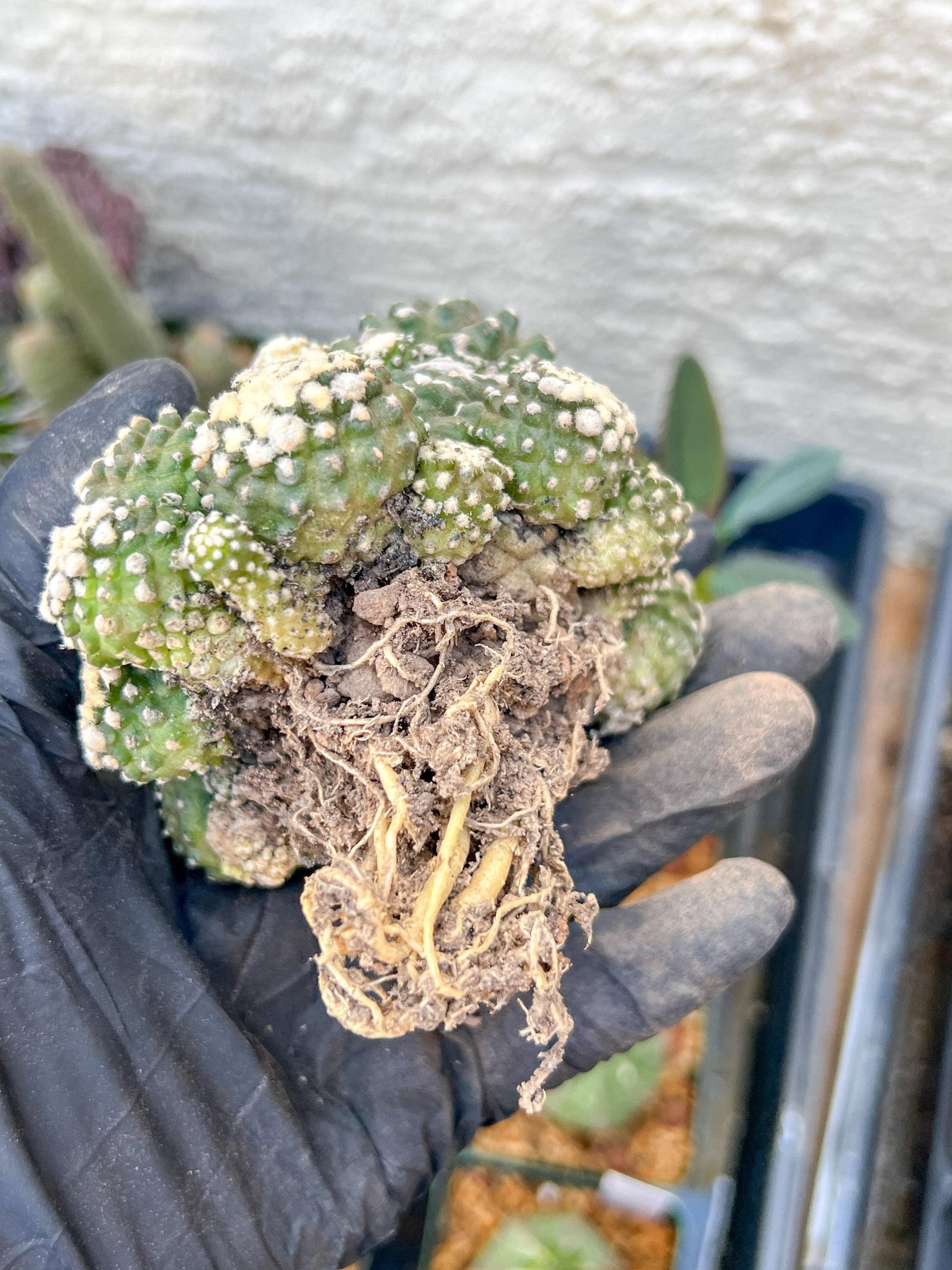 Rare tenuissima v monstose (#2) | Imported Cactus