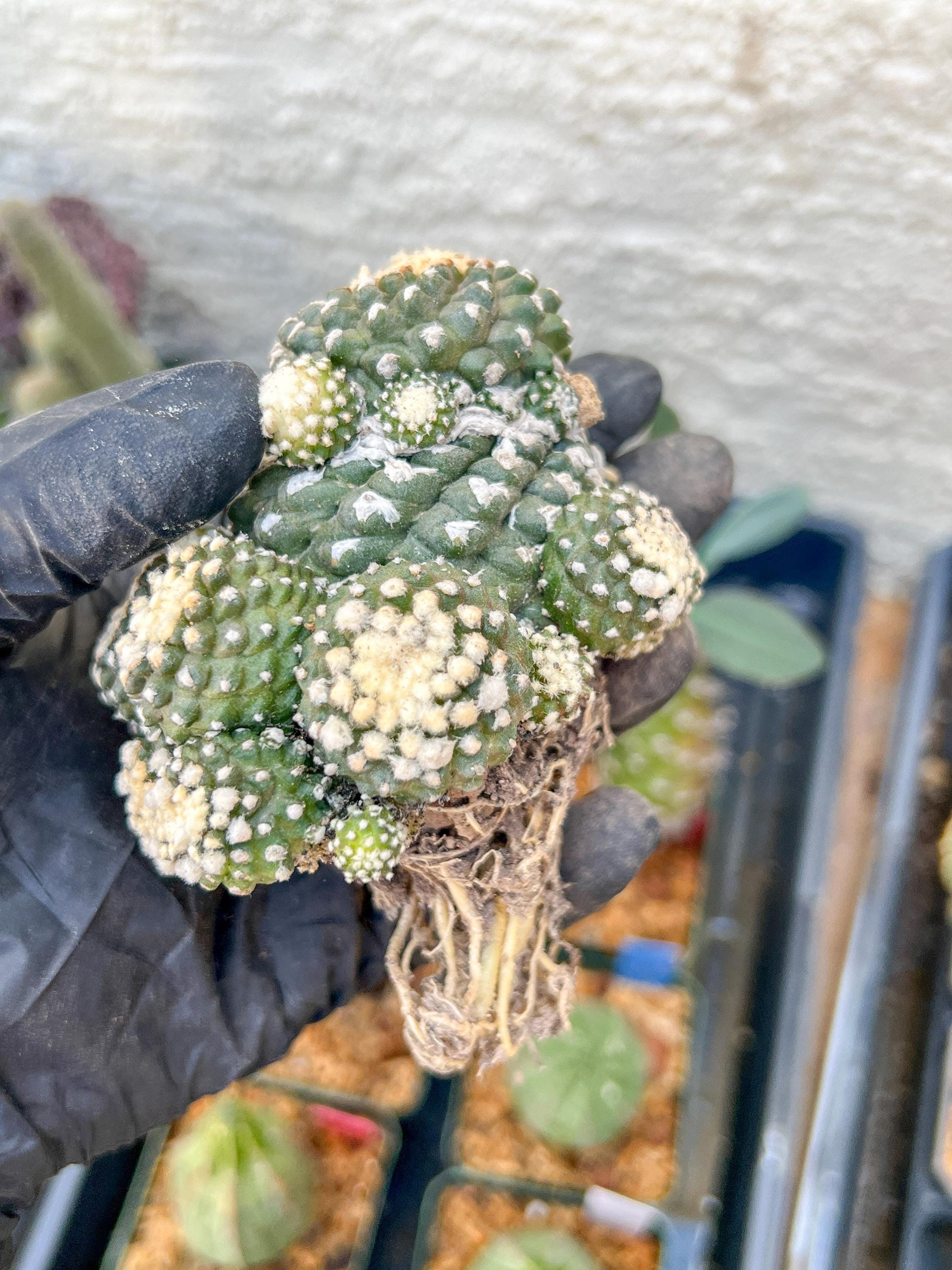 Rare tenuissima v monstose (#2) | Imported Cactus