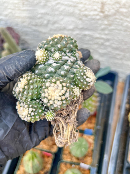Rare tenuissima v monstose (#2) | Imported Cactus