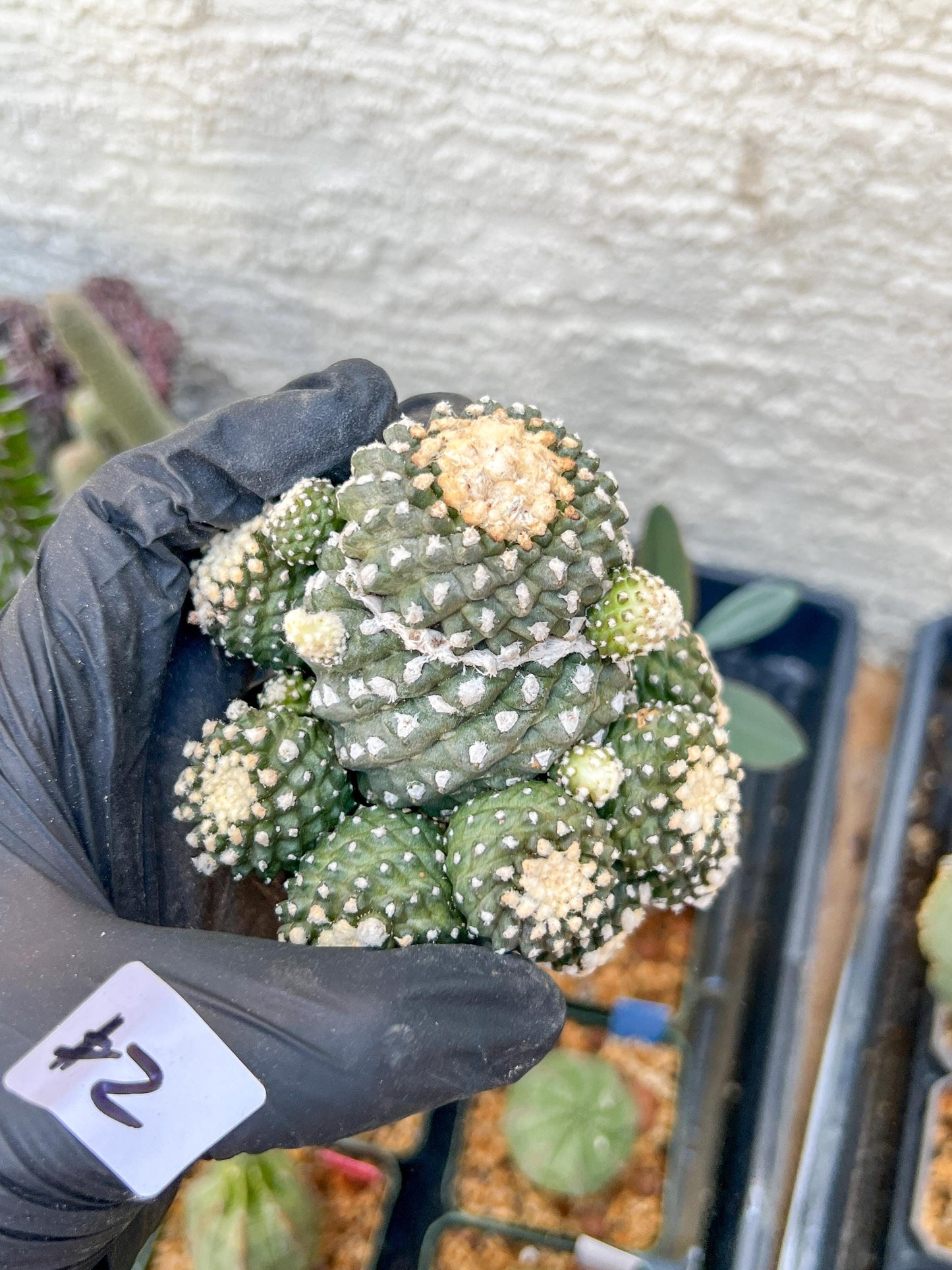 Rare tenuissima v monstose (#2) | Imported Cactus