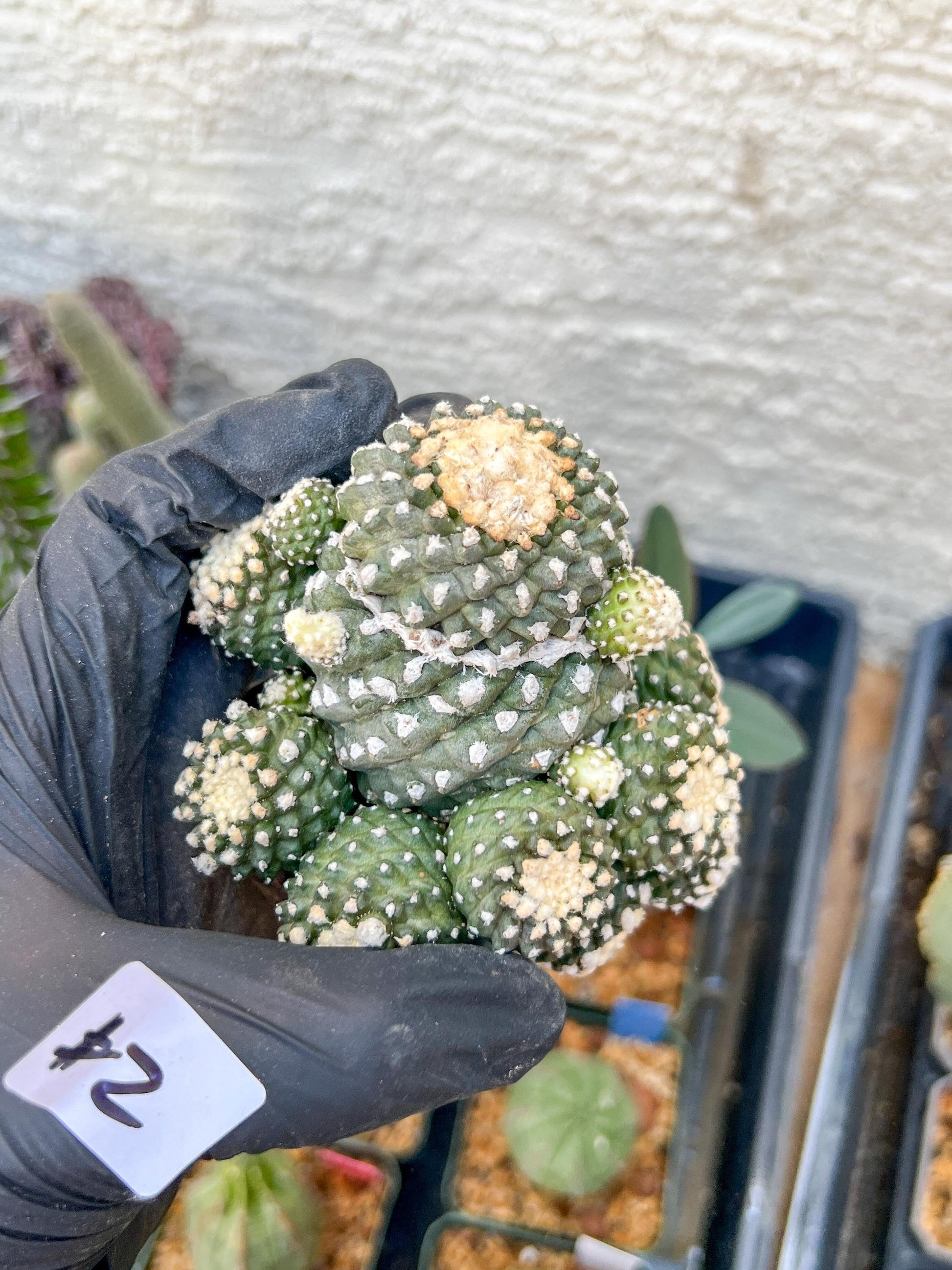 Rare tenuissima v monstose (#2) | Imported Cactus
