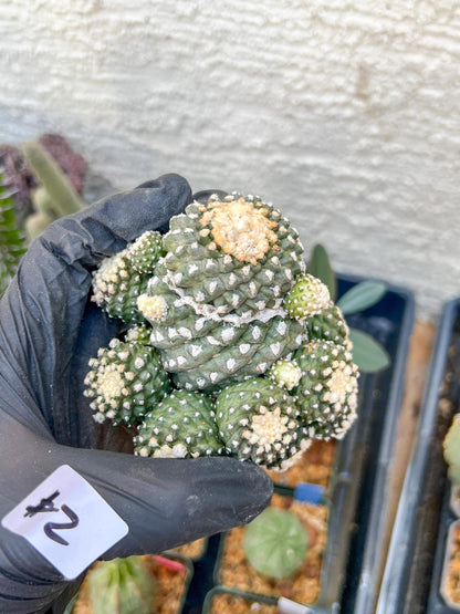 Rare tenuissima v monstose (#2) | Imported Cactus
