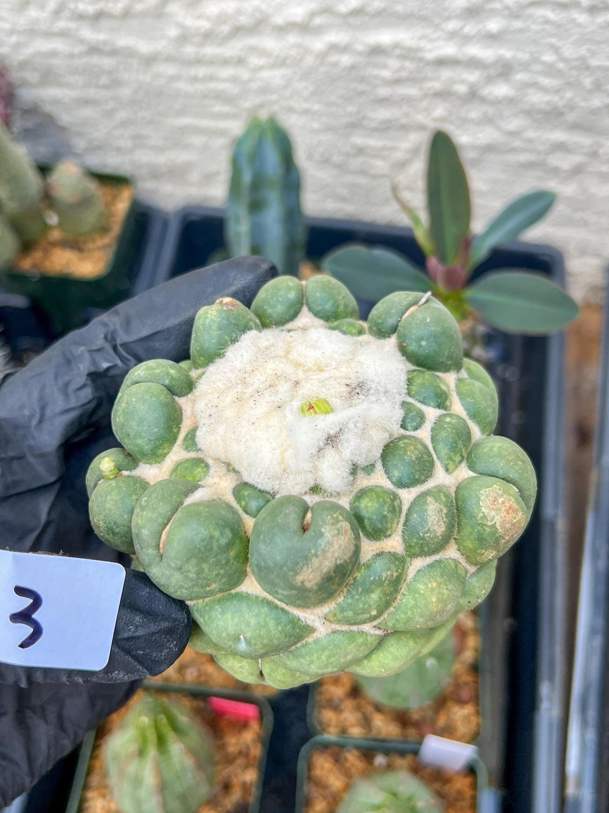 Mature Coryphantha Elephantidens cv. Inermis (#3) | Imported Plants