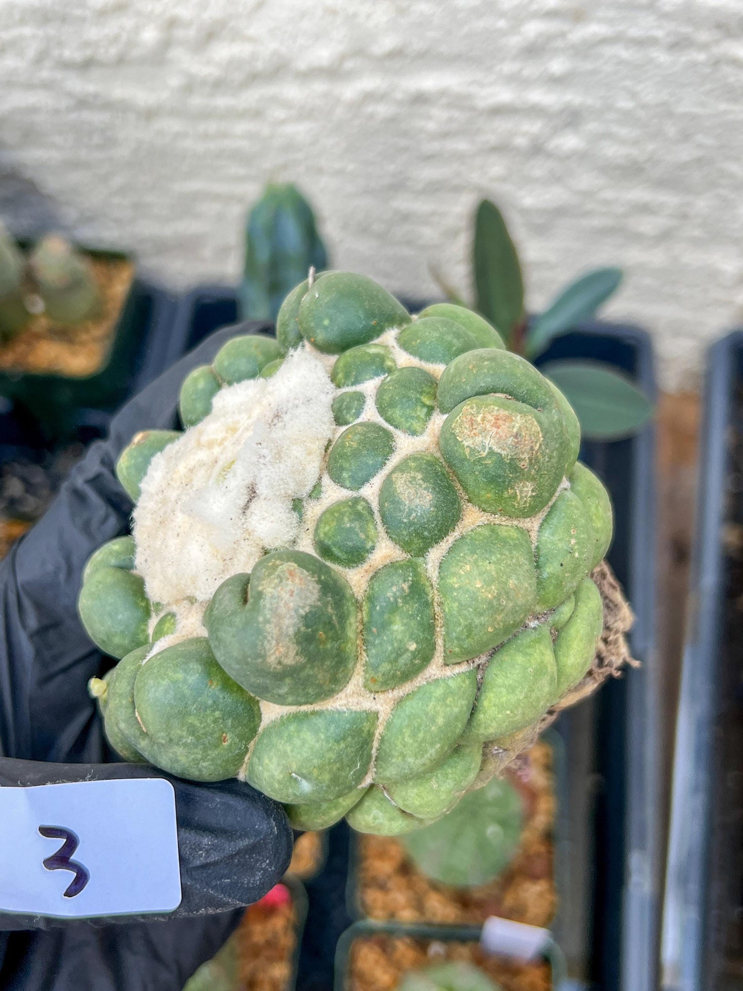 Mature Coryphantha Elephantidens cv. Inermis (#3) | Imported Plants