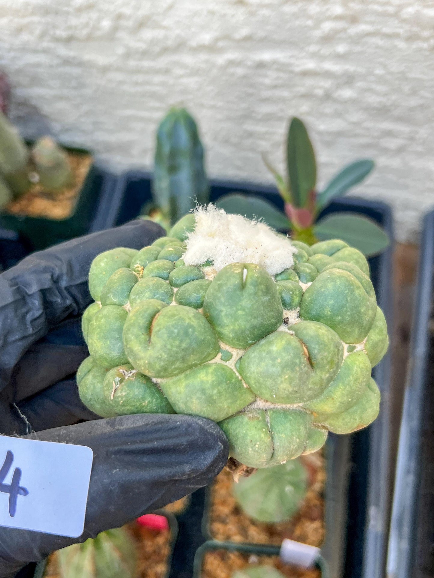 Mature Coryphantha Elephantidens cv. Inermis (#4) | Imported Plants