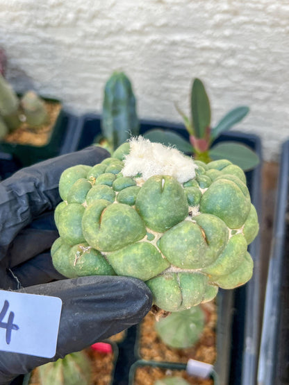 Mature Coryphantha Elephantidens cv. Inermis (#4) | Imported Plants