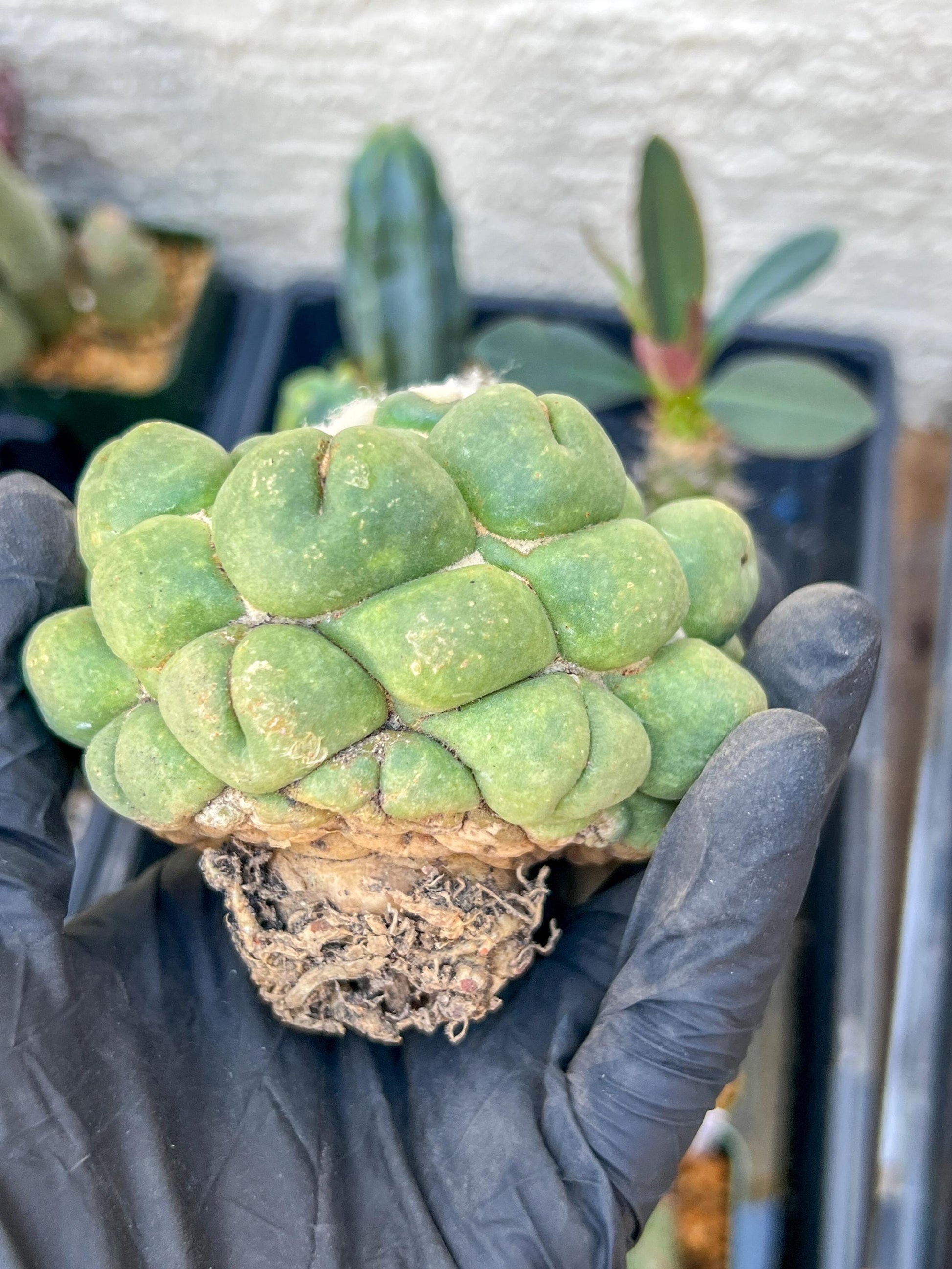 Mature Coryphantha Elephantidens cv. Inermis (#4) | Imported Plants
