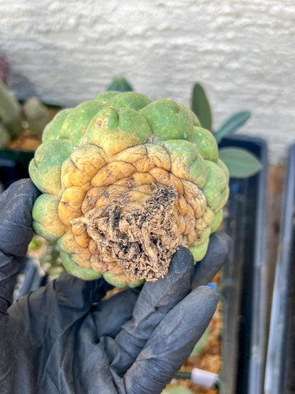 Mature Coryphantha Elephantidens cv. Inermis (#4) | Imported Plants