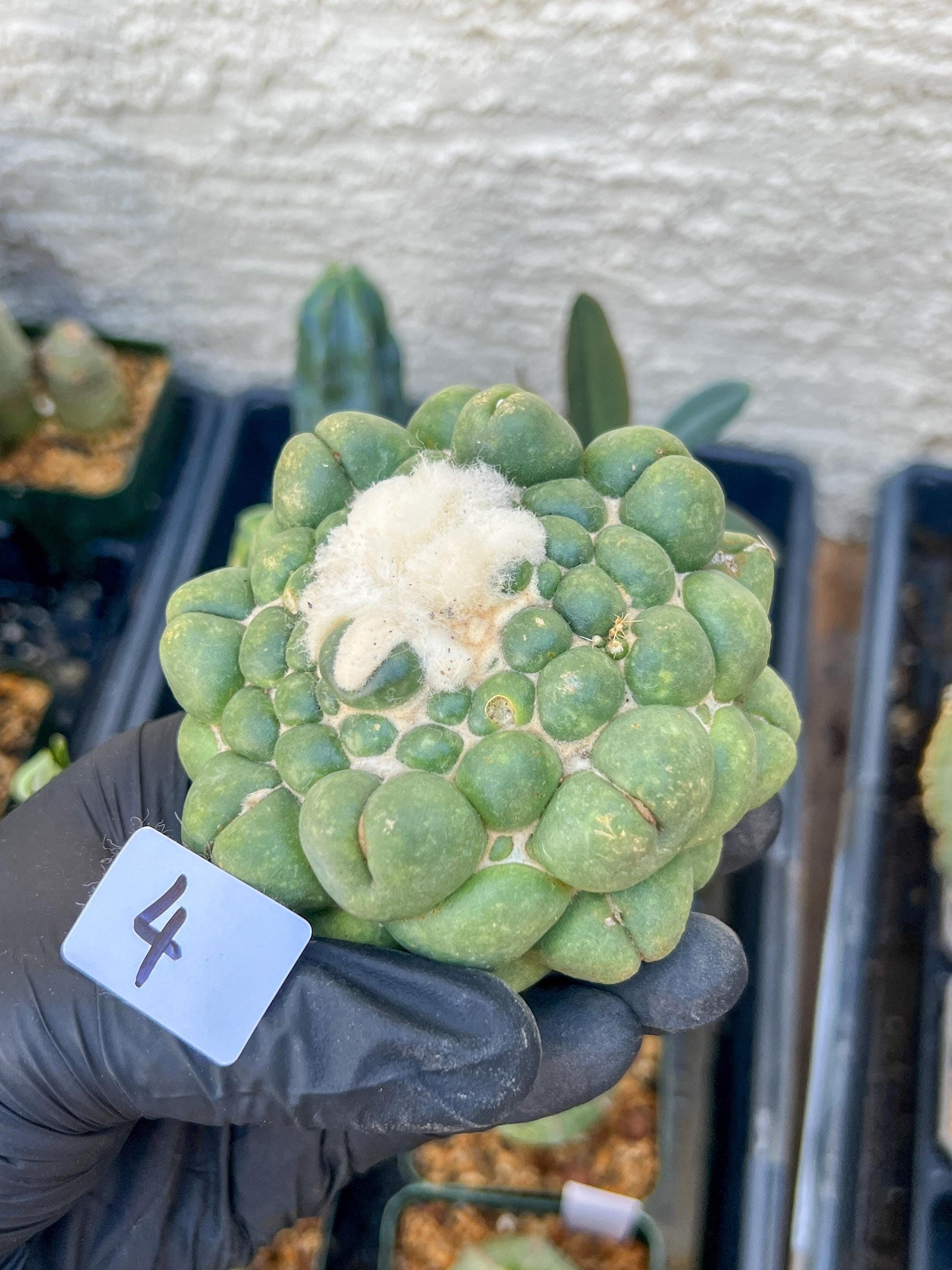 Mature Coryphantha Elephantidens cv. Inermis (#4) | Imported Plants