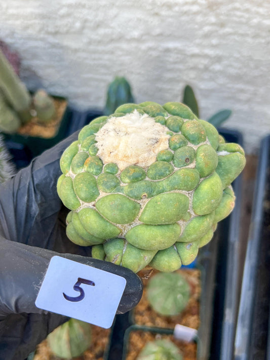 Rare Coryphantha Elephantidens cv. Inermis (#5) | Imported Plants
