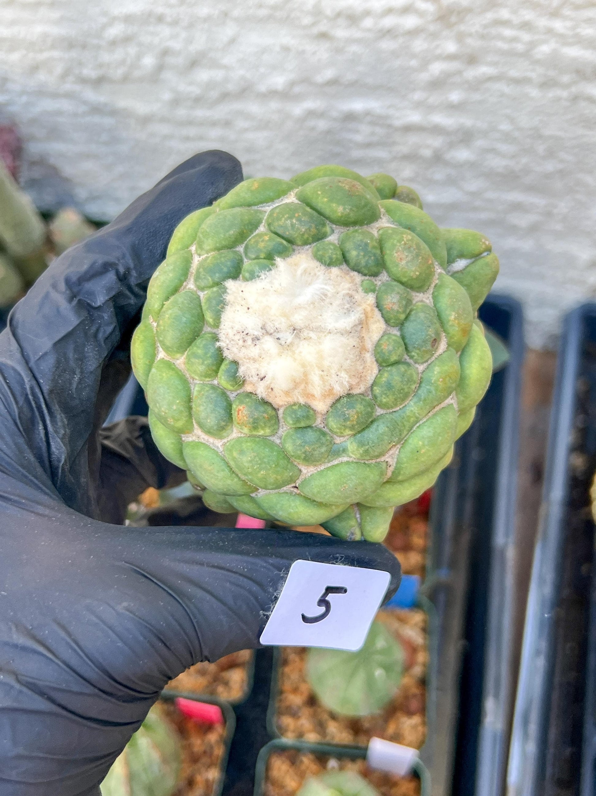 Rare Coryphantha Elephantidens cv. Inermis (#5) | Imported Plants